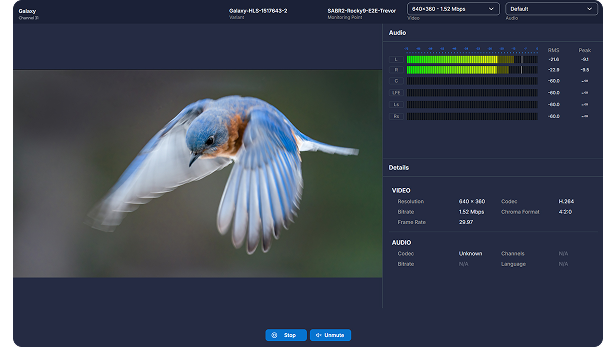 video monitoring of a blue bird in fligh monitoring quality with software